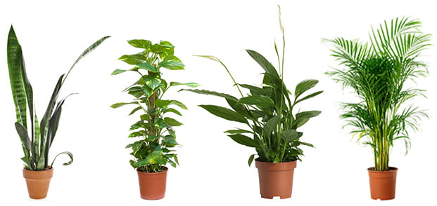 4 Powerful Air Purifying Plants To Clean The Air In Your Home